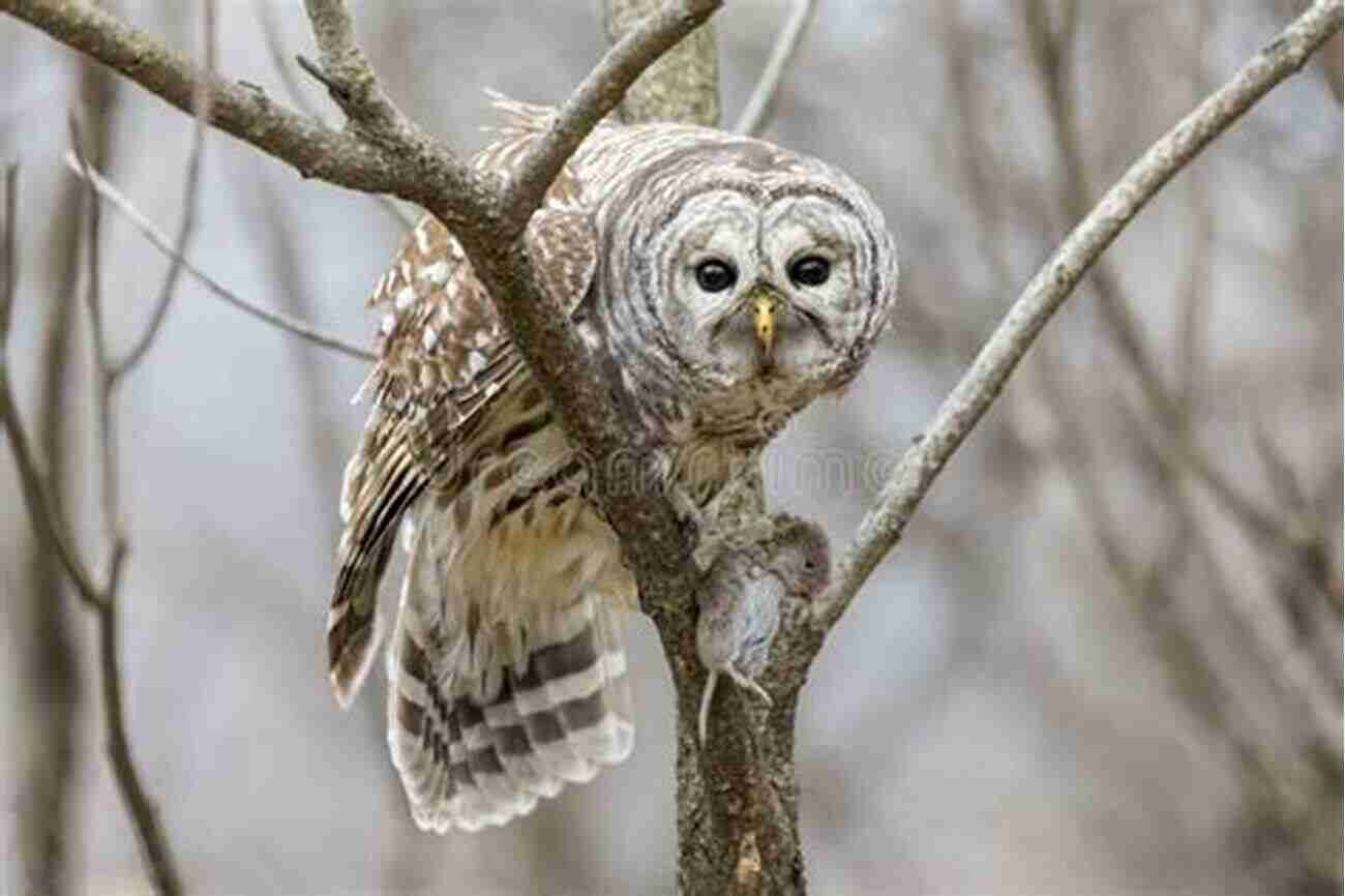 A Barred Owl Majestically Perched On A Tree Branch In Tanglewood Sam Rayburn The Birds Of Tanglewood (Sam Rayburn On Rural Life Sponsored By Texas A M University Commerce 11)