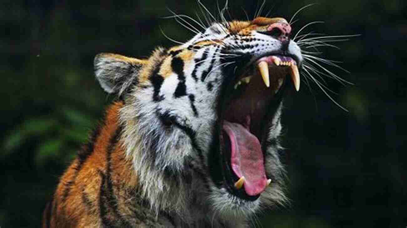 A Majestic Tiger Roars In The Wilderness Ultimate Beast Ultimate Battle: The Tiger S Epic Struggle For Survival