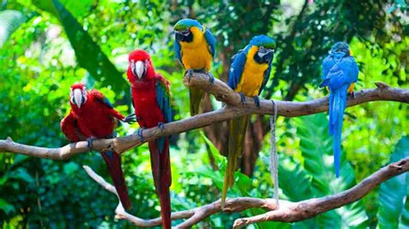 A Beautiful And Colorful Parrot Perched On A Tree Branch Good Parrotkeeping (Good Keeping) Robin Deutsch