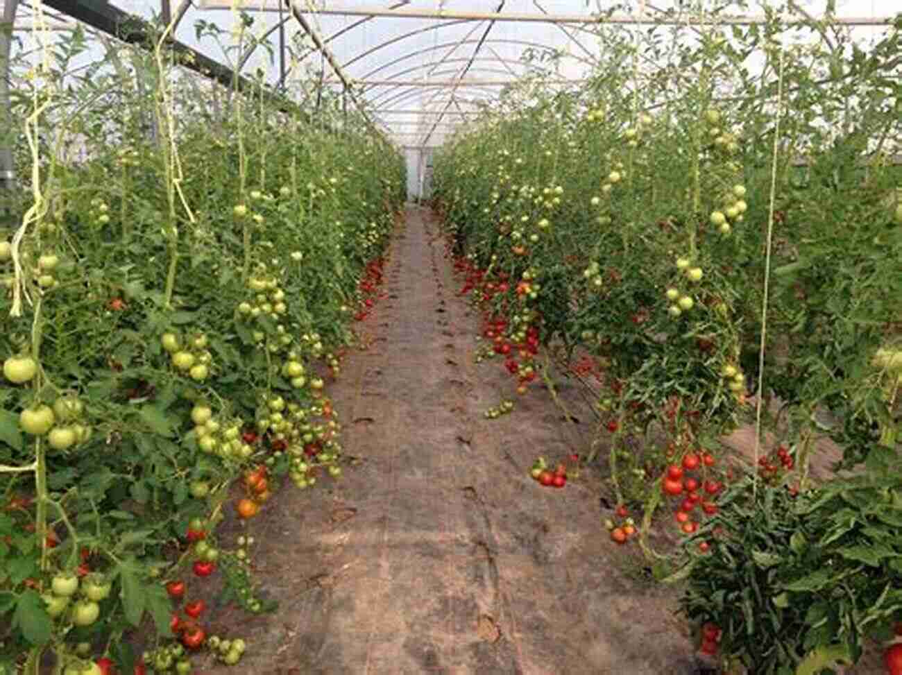 A Bountiful Tomato Plant Flourishing In A Greenhouse Plant Nutrition Of Greenhouse Crops