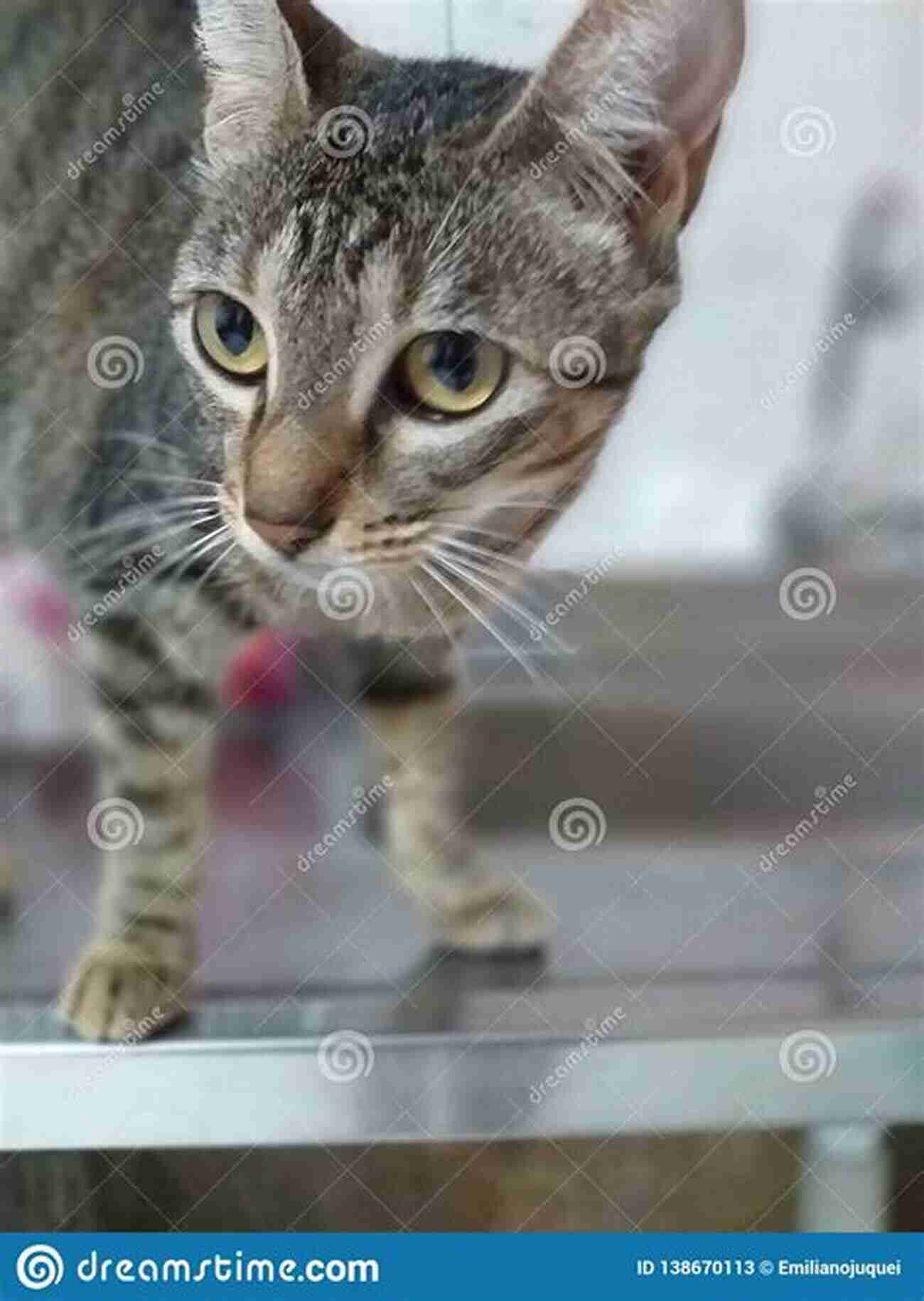 A Cat Looking Attentively At Its Owner, Displaying Its Intuitive Sense Animal Magic: The Extraordinary Proof Of Our Pets Intuition And Unconditional Love For Us