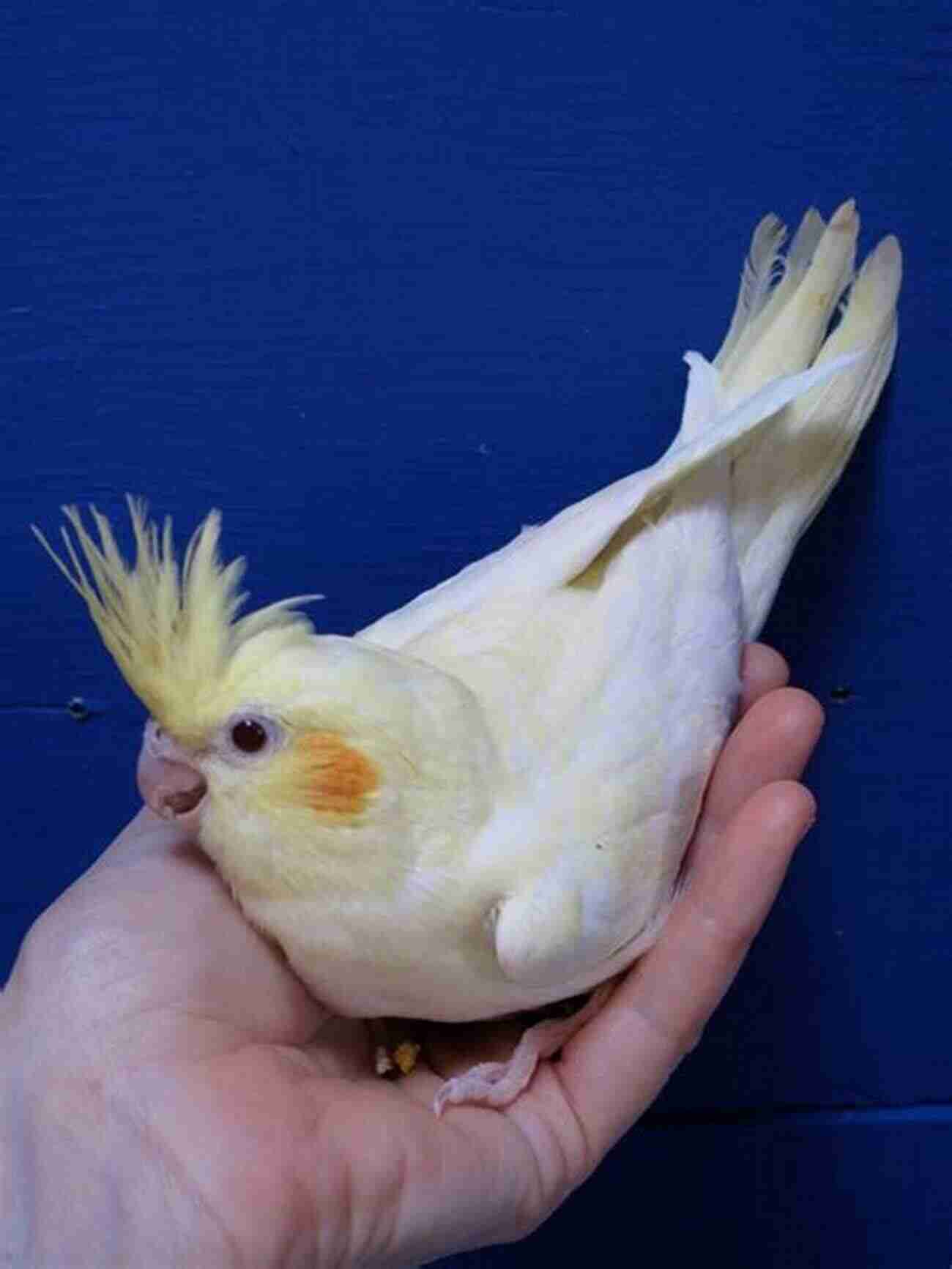 A Contented Cockatiel With Beautiful Gray Feather Patterns Perched On A Finger, Enjoying Human Interaction Good Parrotkeeping (Good Keeping) Robin Deutsch