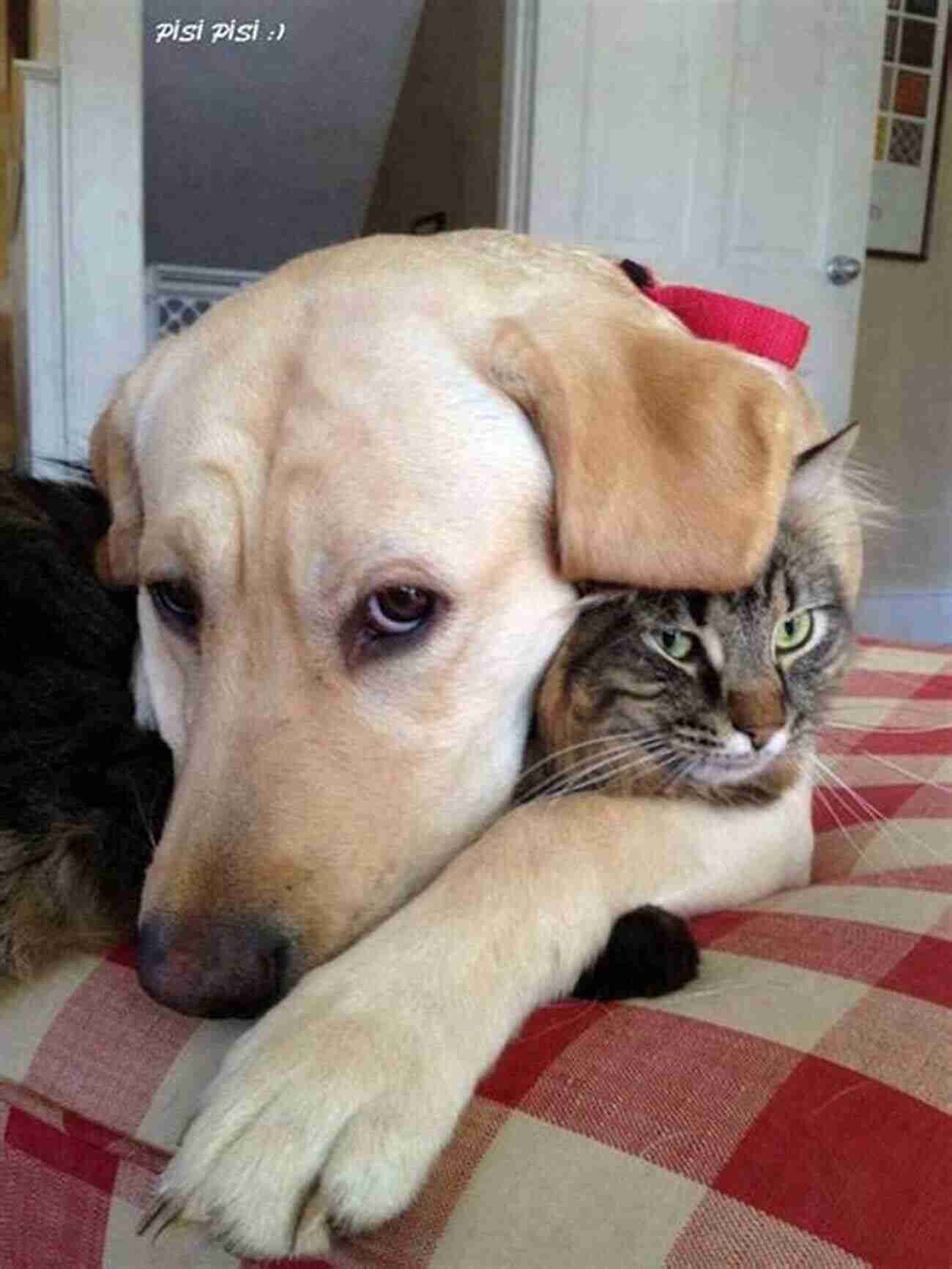 A Dog Lying Beside A Child, Showing Its Unconditional Love Animal Magic: The Extraordinary Proof Of Our Pets Intuition And Unconditional Love For Us