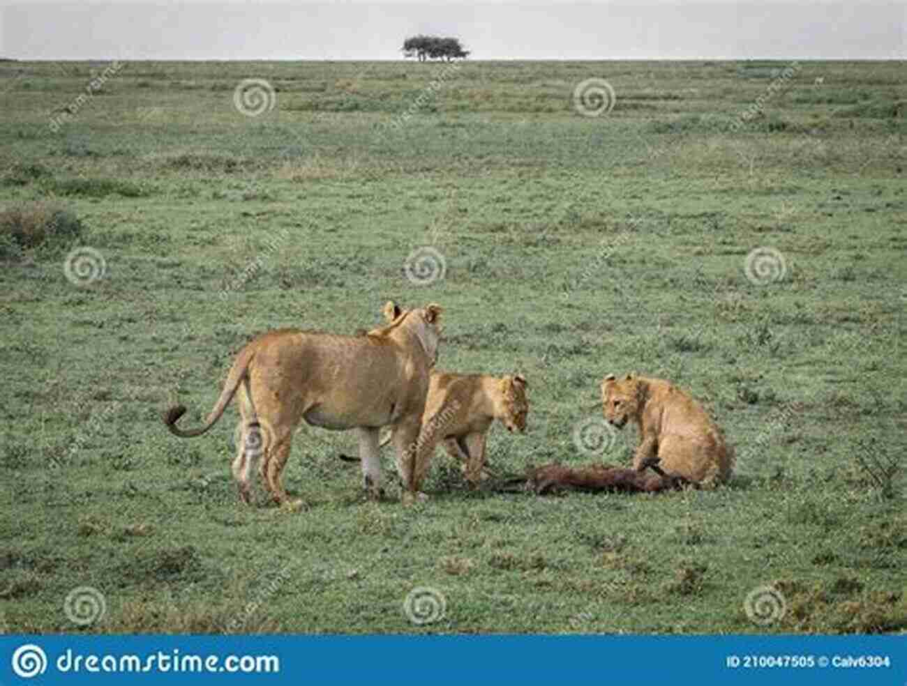 A Lioness Showcasing Her Hunting Skills In The Savanna Odd Couples: Extraordinary Differences Between The Sexes In The Animal Kingdom