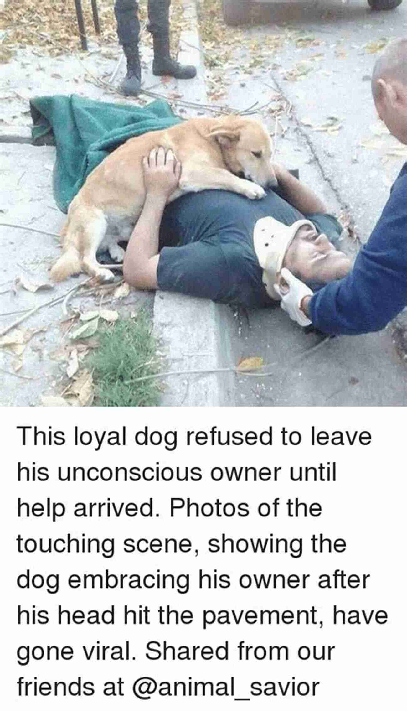 A Loyal Dog Embracing Its Owner With Love And Affection Animal Magic: The Extraordinary Proof Of Our Pets Intuition And Unconditional Love For Us