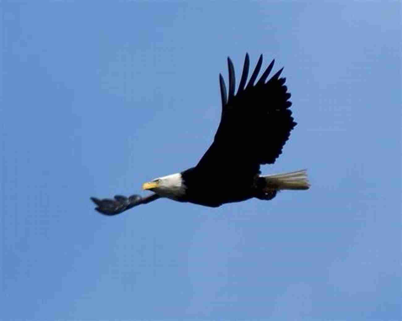 A Majestic Bald Eagle Soaring High Above The Waters Of Tanglewood Sam Rayburn The Birds Of Tanglewood (Sam Rayburn On Rural Life Sponsored By Texas A M University Commerce 11)