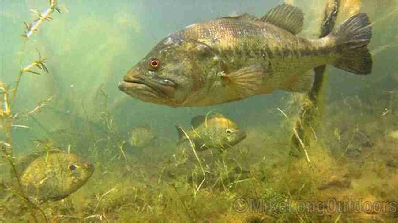 A Majestic Bass Fish Swimming Gracefully Through Clear Waters My Bass And Other Animals