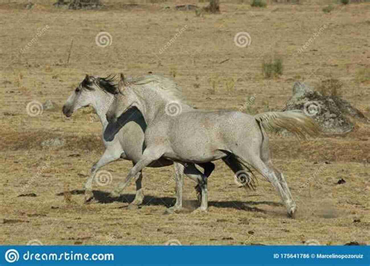 A Majestic White Horse Running Freely Through An Open Field The Horse In My Heart