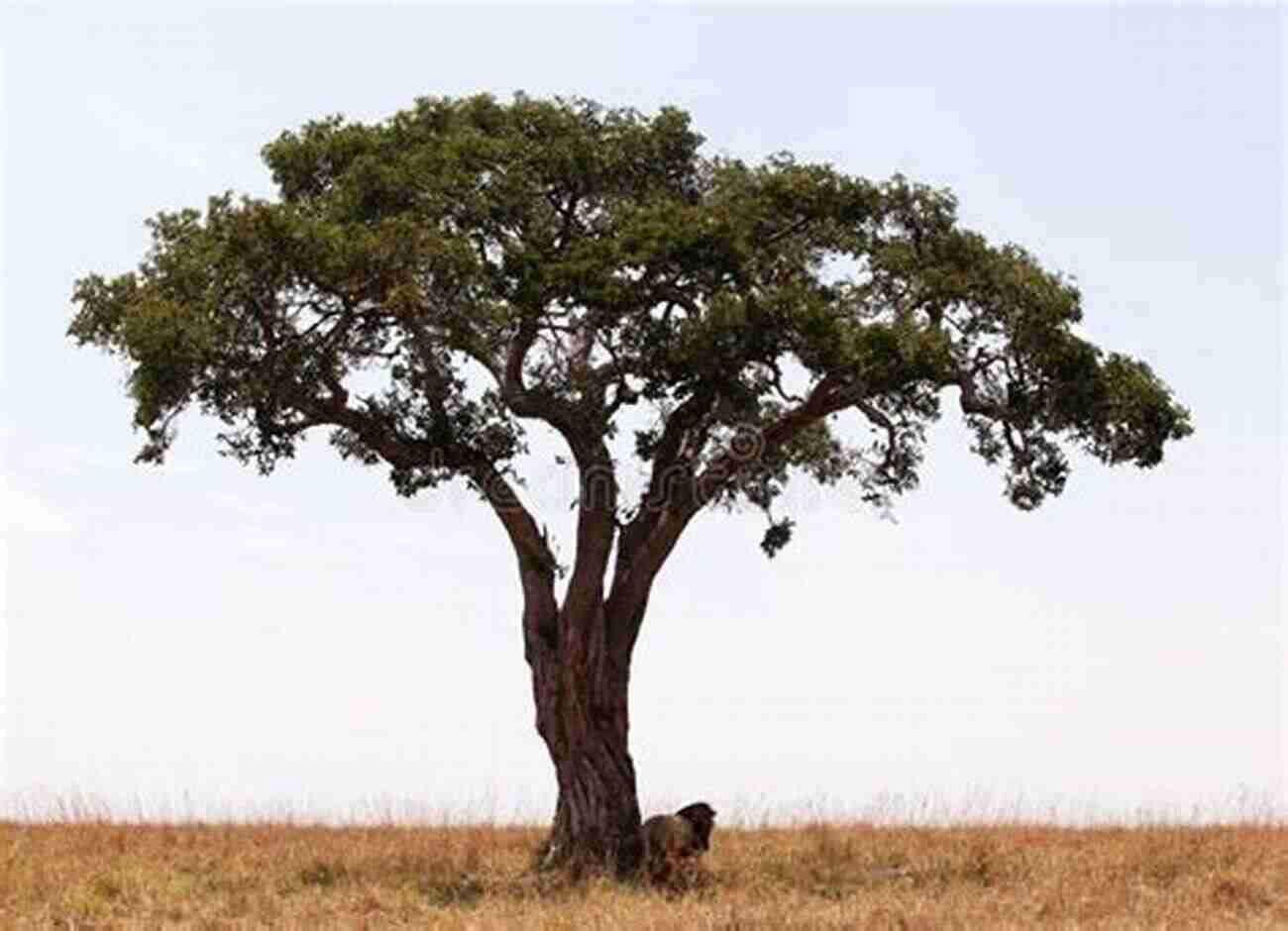 A Pack Of Lions Resting Under The Acacia Tree In Maasai Mara National Reserve MEMOIRS OF A TOUR GUIDE KENYA