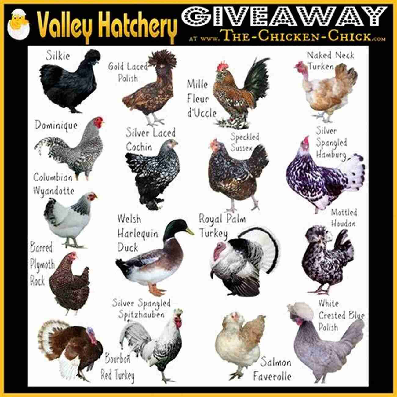 A Photo Of A Variety Of Chicken Breeds Chickens 2nd Edition: Tending A Small Scale Flock (Hobby Farms)