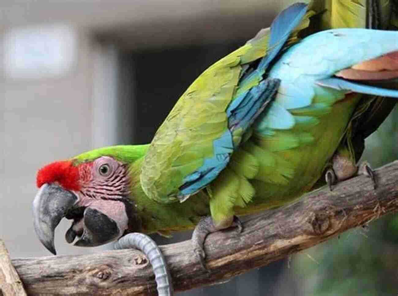 A Playful Macaw Parrot Showcasing Vibrant Blue And Red Feathers, Perched On A Swing Good Parrotkeeping (Good Keeping) Robin Deutsch