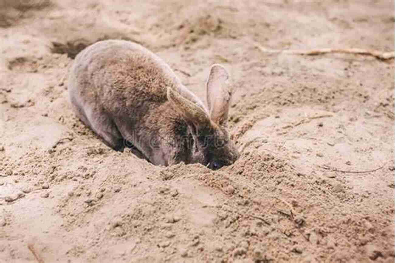 A Rabbit Digging A Hole In The Ground Understanding Your Rabbit S Habits Tamsin Stone