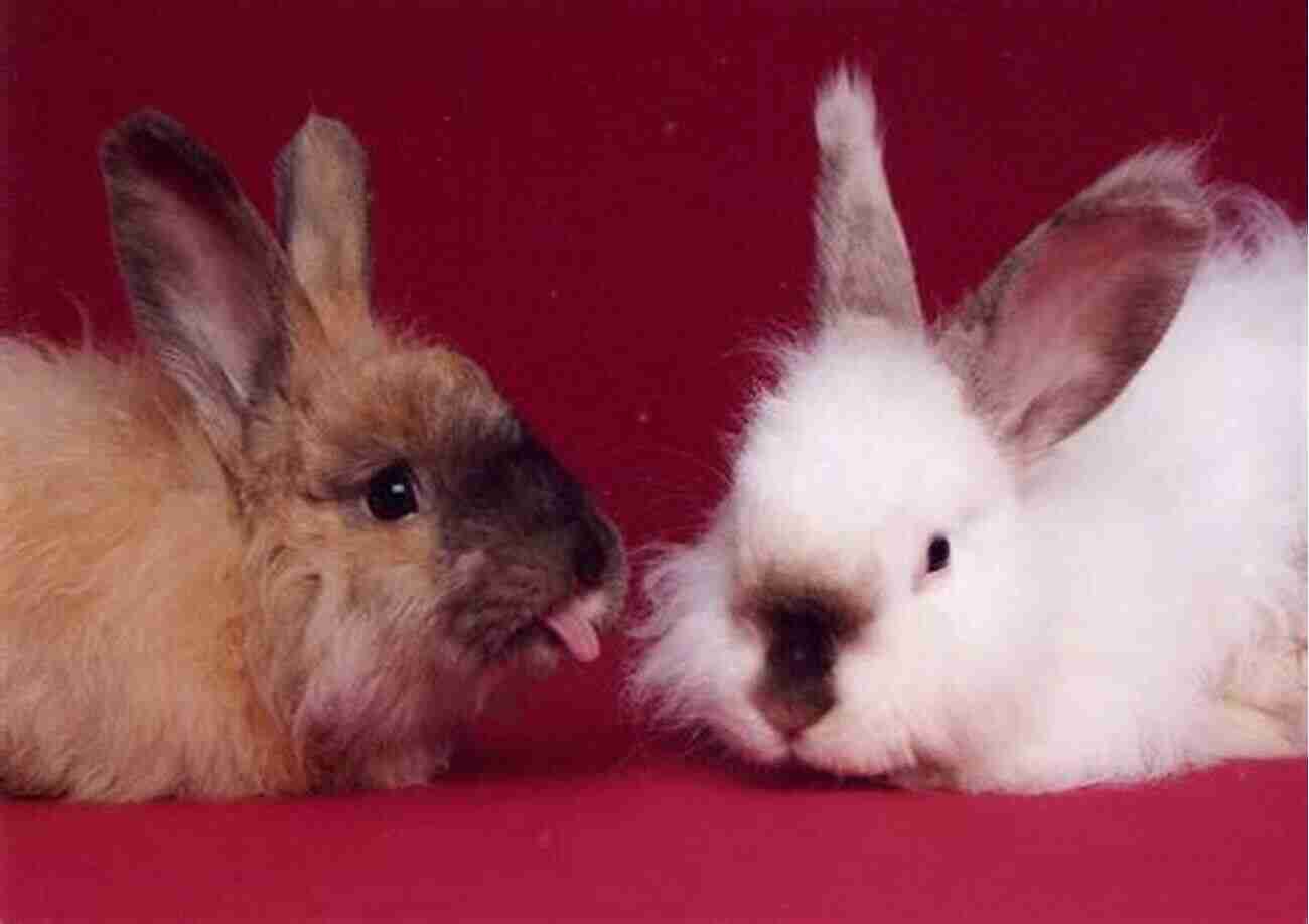 A Rabbit Grooming Its Companion Rabbit Understanding Your Rabbit S Habits Tamsin Stone