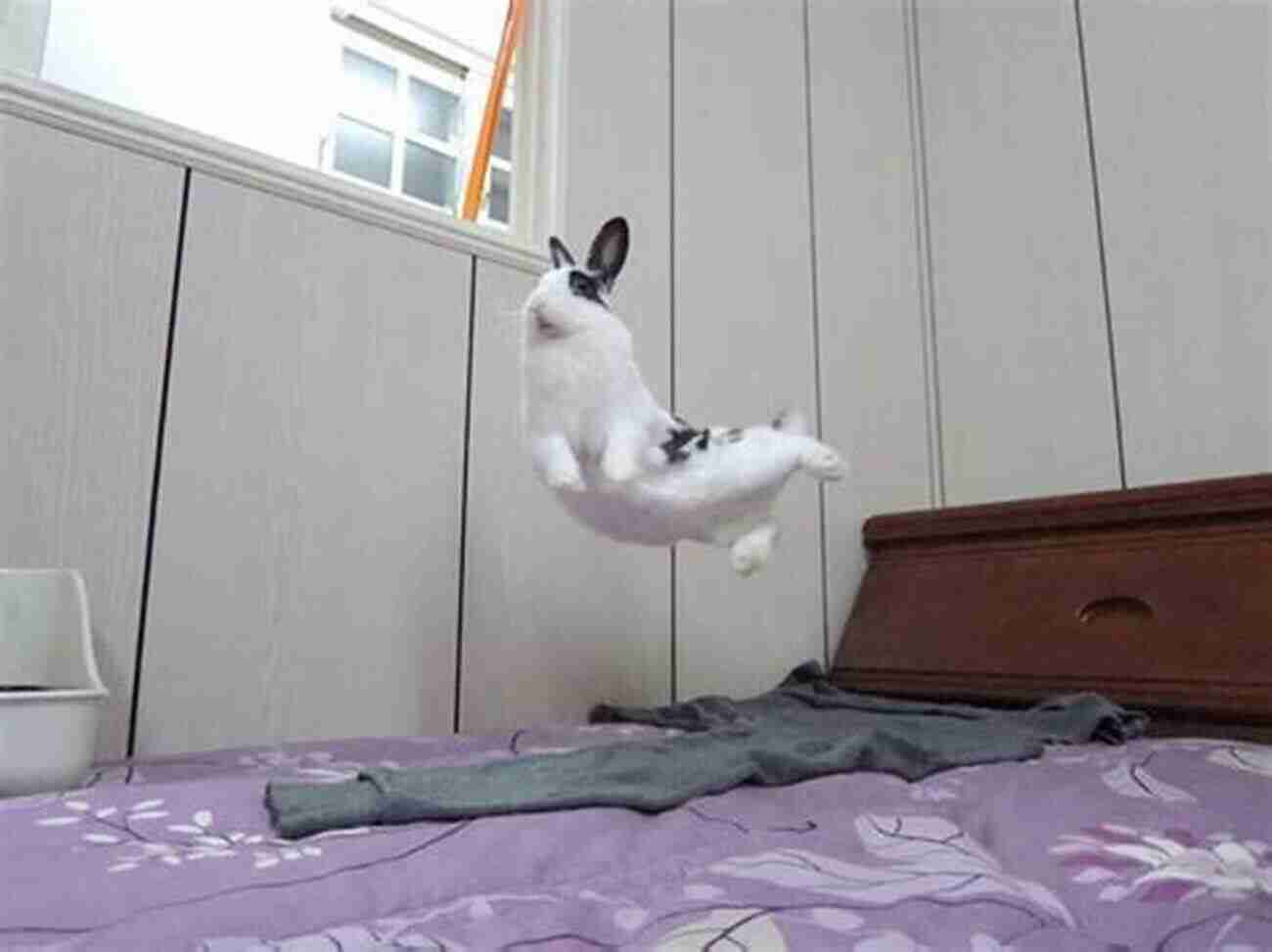 A Rabbit Mid Air, Performing A Joyful Binky Understanding Your Rabbit S Habits Tamsin Stone