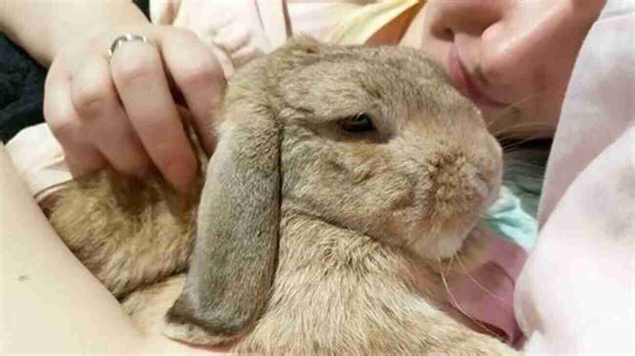 A Relaxed Rabbit Purring Contently Understanding Your Rabbit S Habits Tamsin Stone