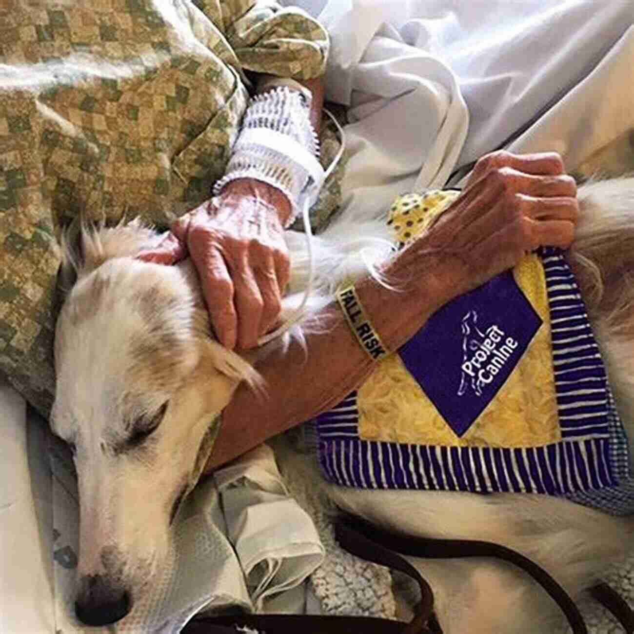 A Therapy Dog Comforting A Person In A Hospital Bed The Dog Its Domestication And Behavior