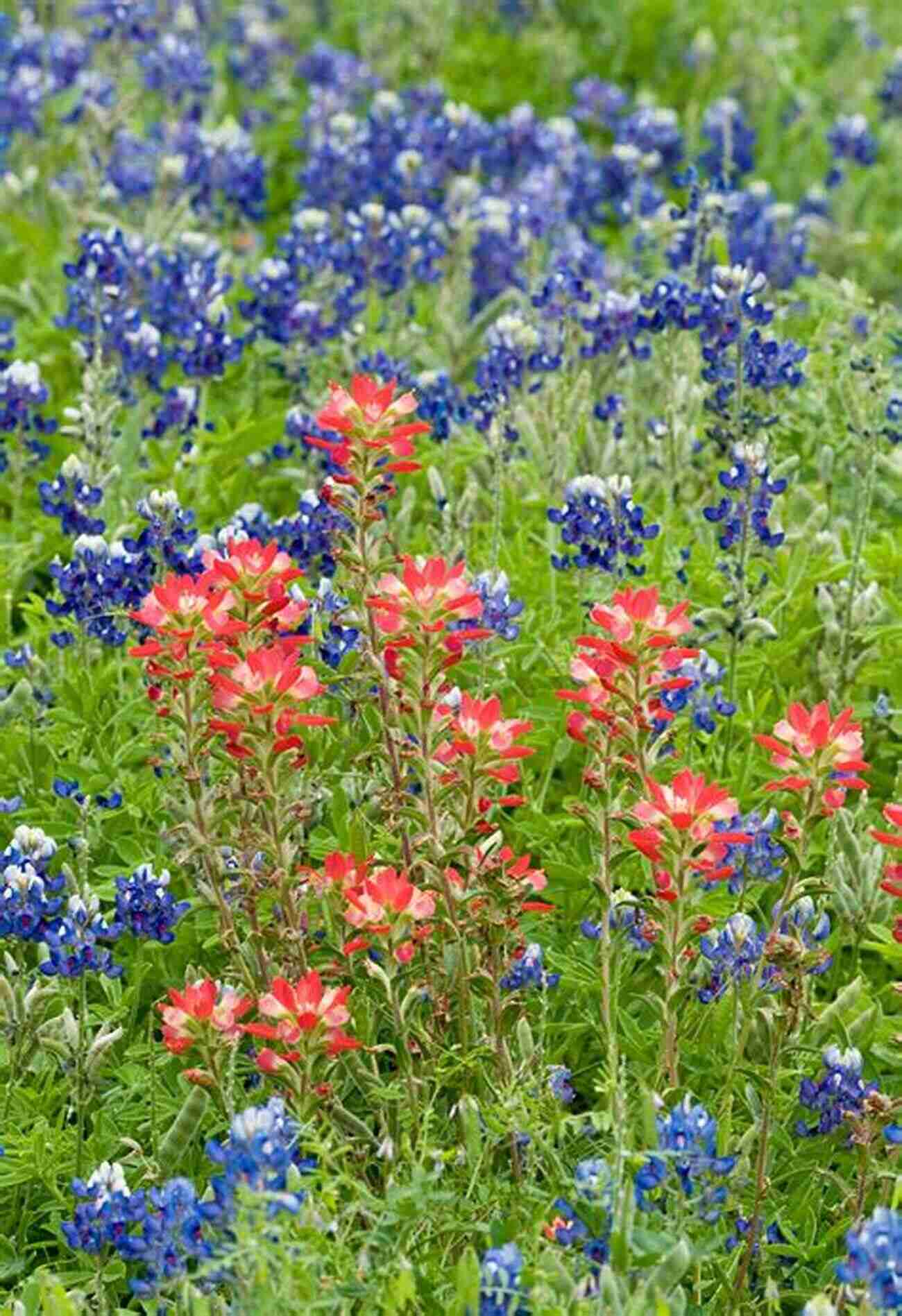 A Vibrant Display Of Wildflowers In Full Bloom Best Hikes Houston: The Greatest Views Wildlife And Forest Strolls (Best Hikes Near Series)