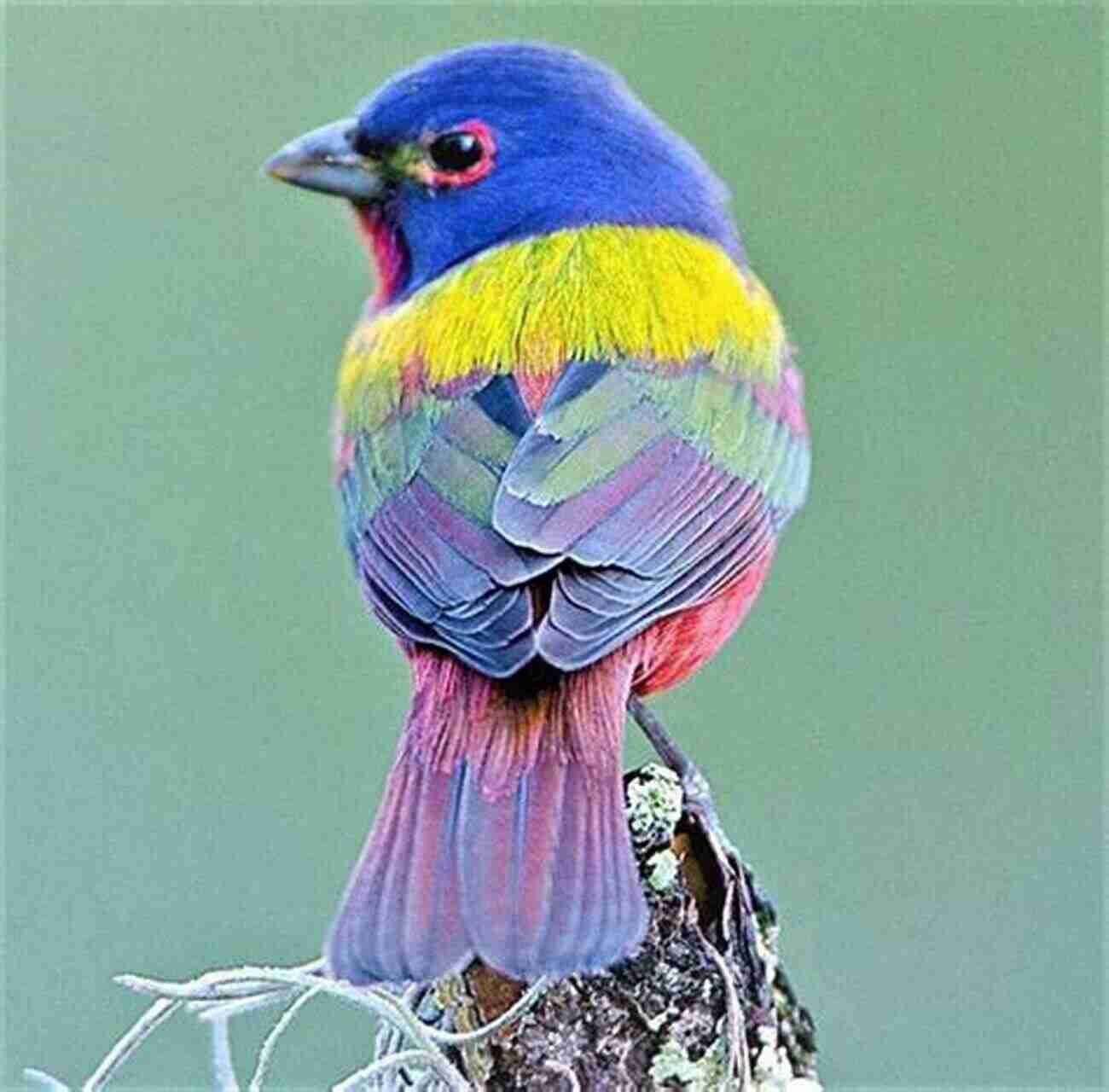 A Vibrant Male Painted Bunting Showcasing Its Stunning Colors In Tanglewood Sam Rayburn The Birds Of Tanglewood (Sam Rayburn On Rural Life Sponsored By Texas A M University Commerce 11)