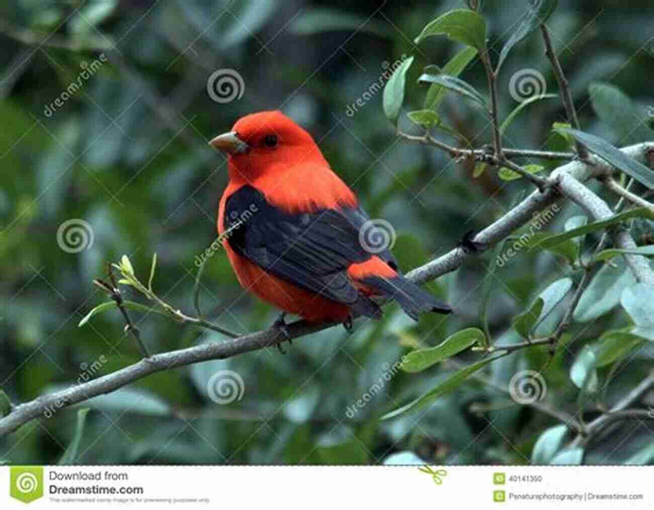 A Vibrant Male Scarlet Tanager Perched On A Branch In Tanglewood Sam Rayburn The Birds Of Tanglewood (Sam Rayburn On Rural Life Sponsored By Texas A M University Commerce 11)