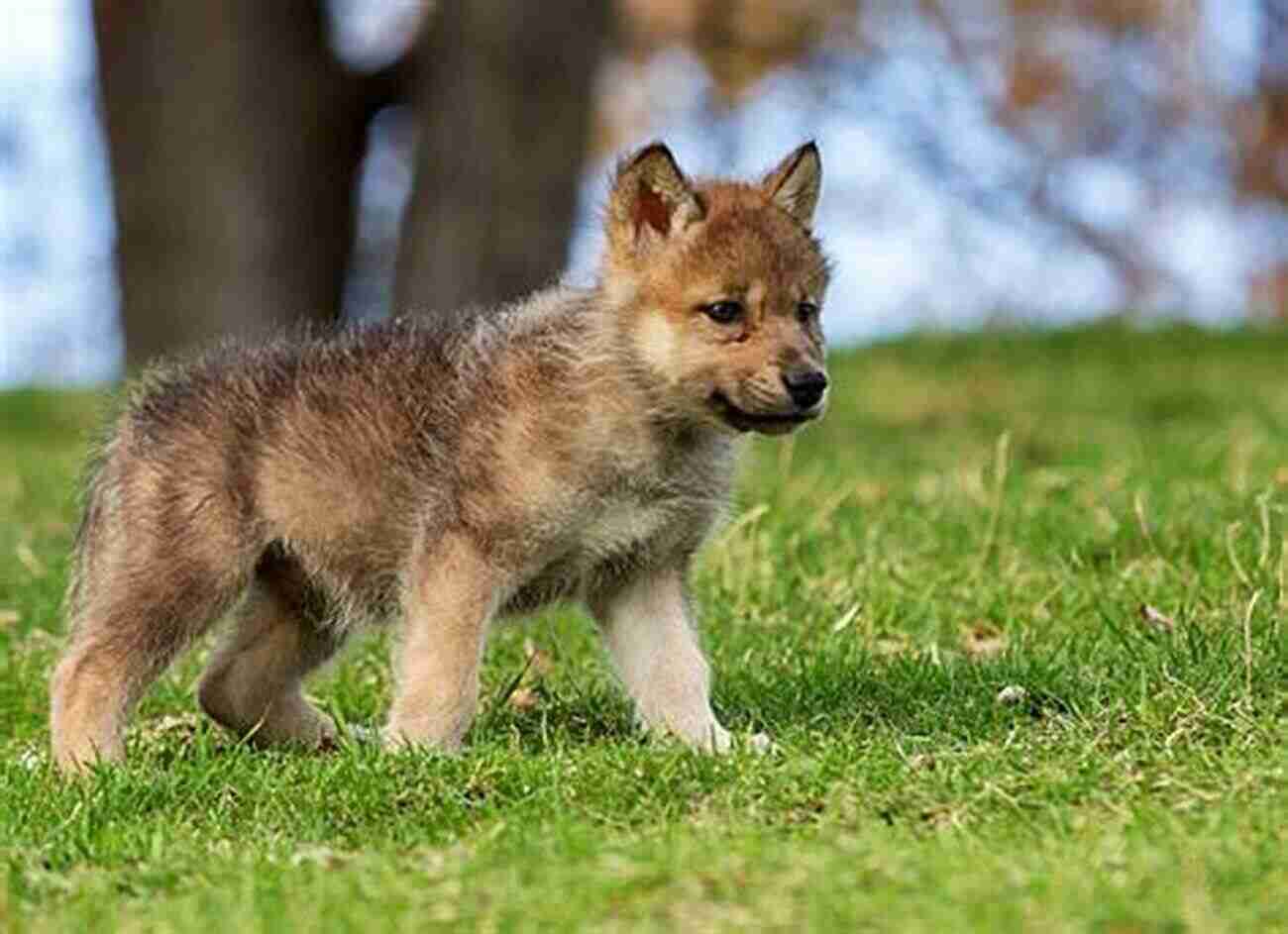 A Wolf Pup Standing Alone In A Dense Forest Wolf Children: Survival Is Not A Game