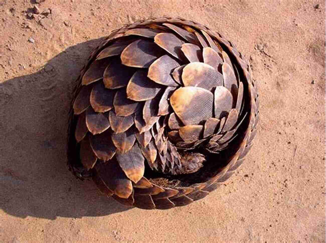 Adorable Pangolin Curled Up In Defensive Posture ENDANGERED: Undefended Species Threatened With Extinction