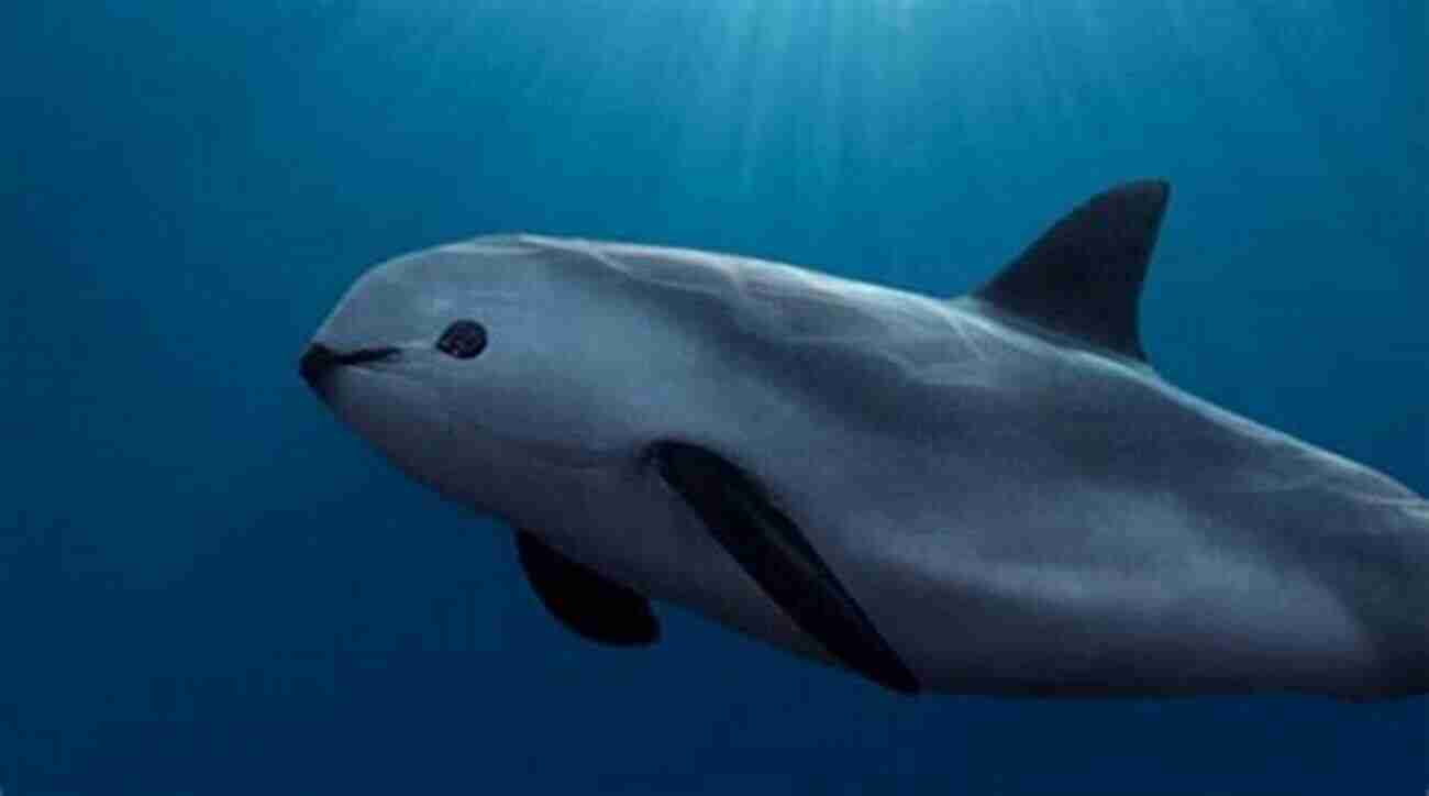 Adorable Vaquita Swimming Gracefully In The Ocean ENDANGERED: Undefended Species Threatened With Extinction