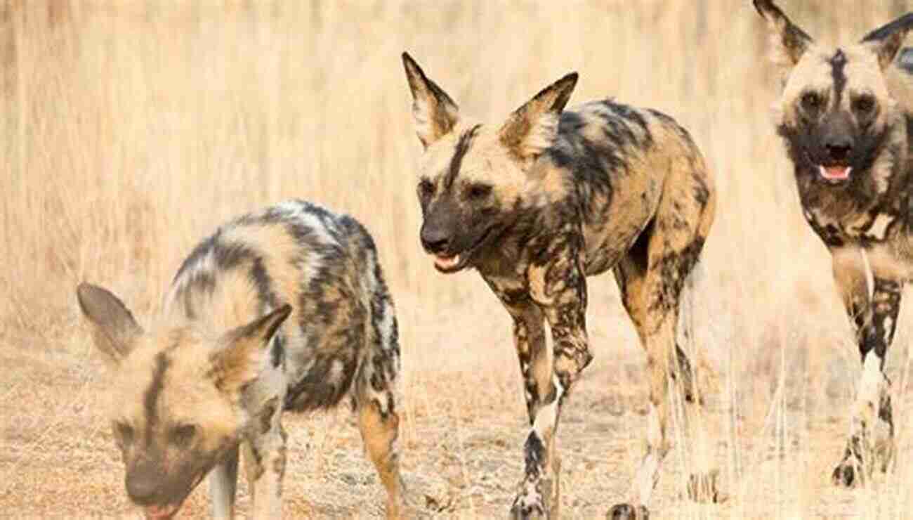 African Wild Dog In Its Natural Habitat ENDANGERED: Undefended Species Threatened With Extinction