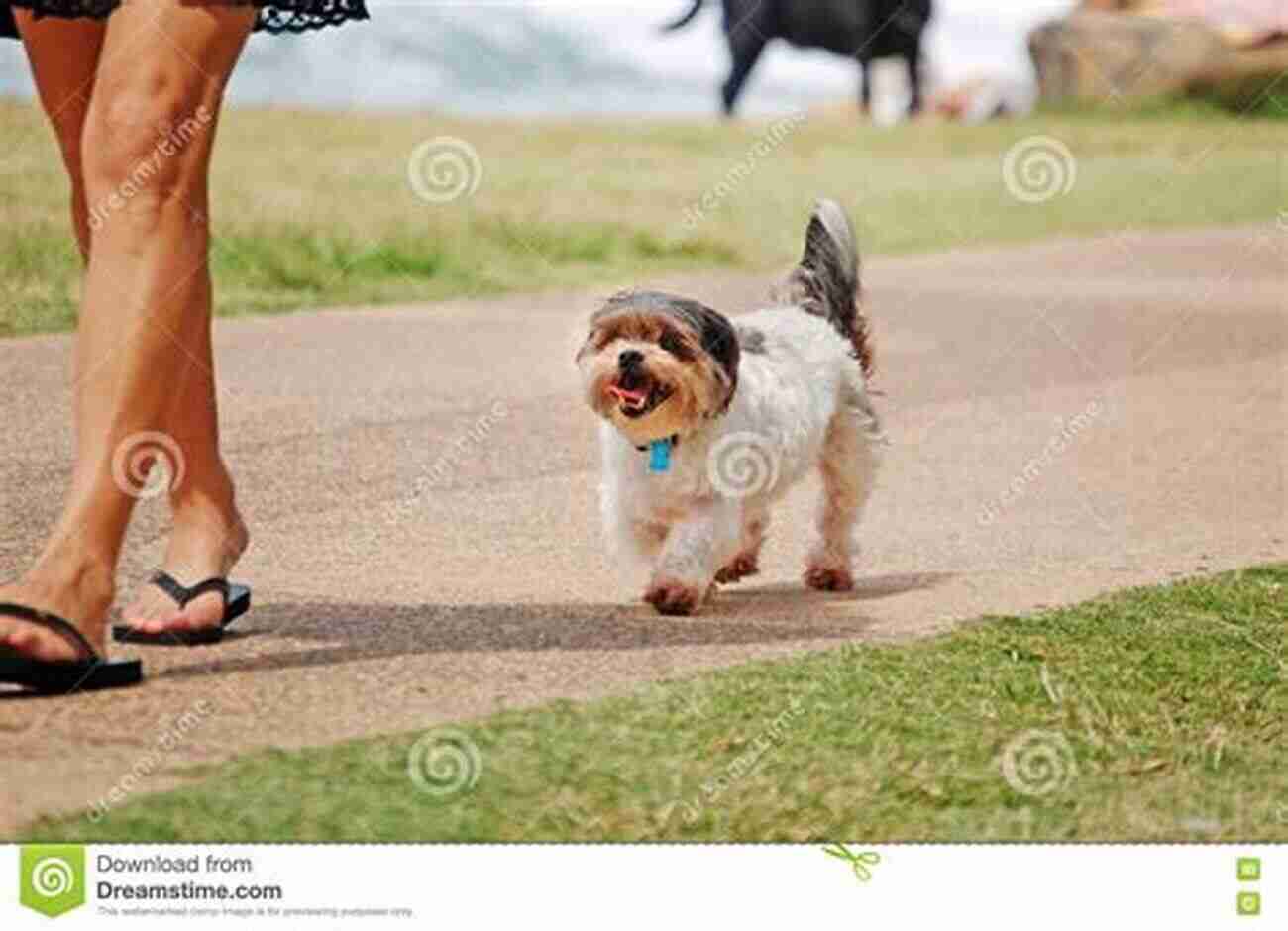 An Artistic Depiction Of A Dog And A Human Walking Together The Dog Its Domestication And Behavior