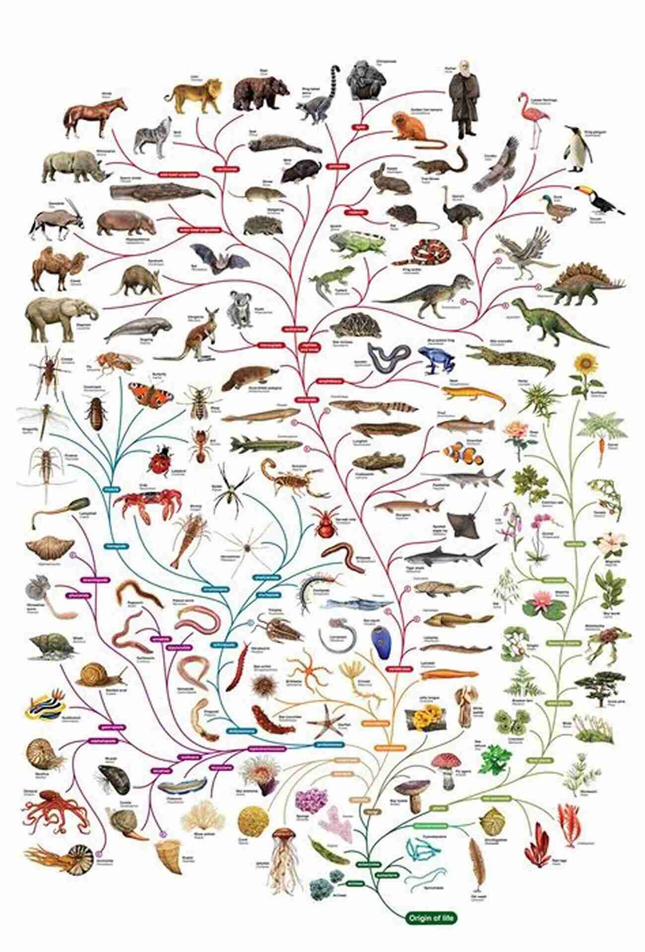 An Image Portraying The Interconnectedness Of Animals In The Ecosystem The Radiant Lives Of Animals