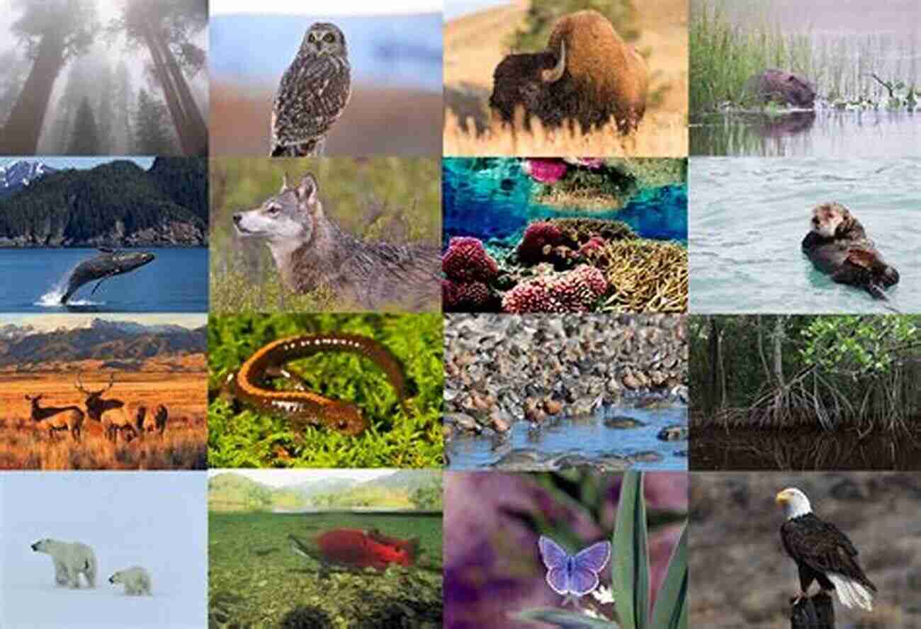 An Image Showcasing The Diverse Range Of Animal Species The Radiant Lives Of Animals