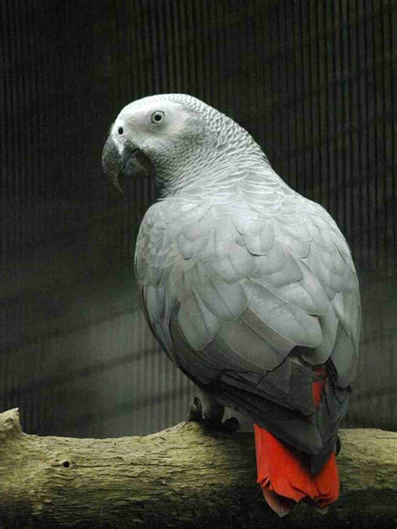 An Inquisitive African Grey Parrot With Beautiful Grey Feathers And Bright Red Tail Feathers Perched On A Branch Good Parrotkeeping (Good Keeping) Robin Deutsch