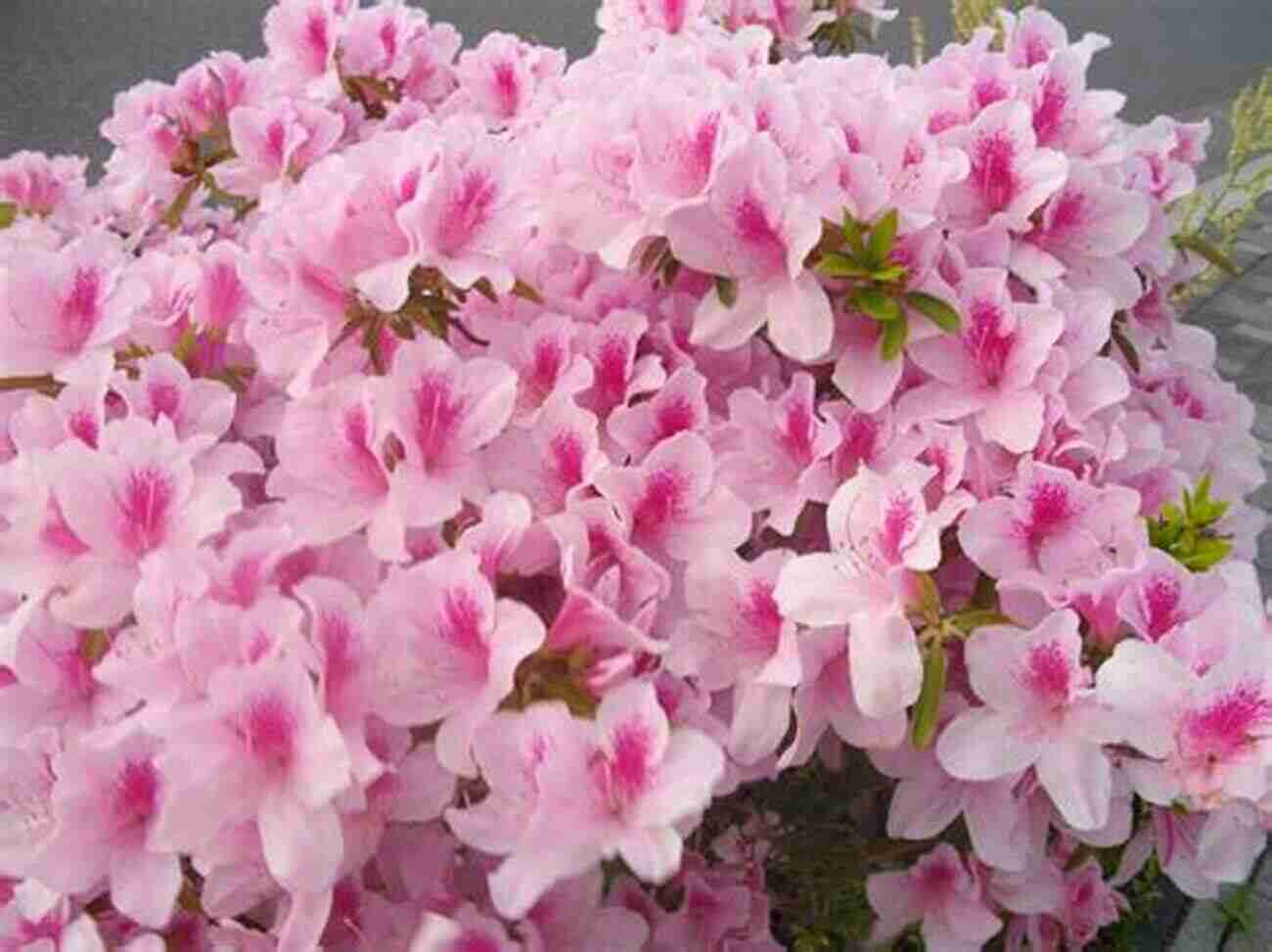 Azalea Flowers Azalea S Adventures In China (Azalea S World Adventures 1)