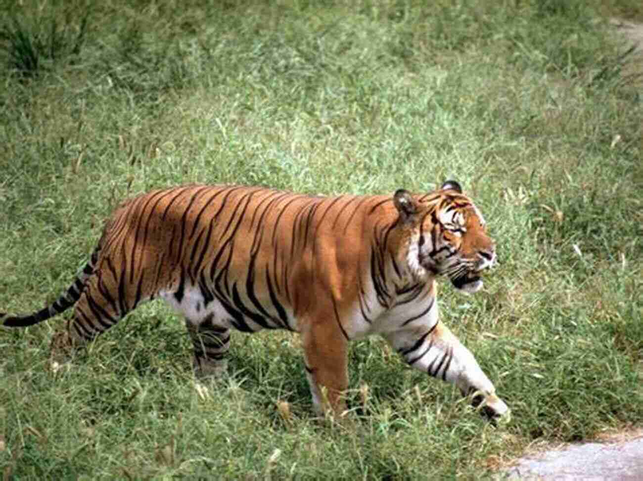 Beautiful South China Tiger In A Grassy Field ENDANGERED: Undefended Species Threatened With Extinction