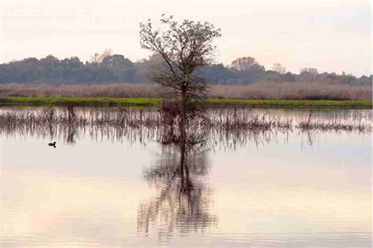 Beautiful View Of The Cosumnes River At Cosumnes River Preserve Top Trails: Sacramento: Must Do Hikes For Everyone