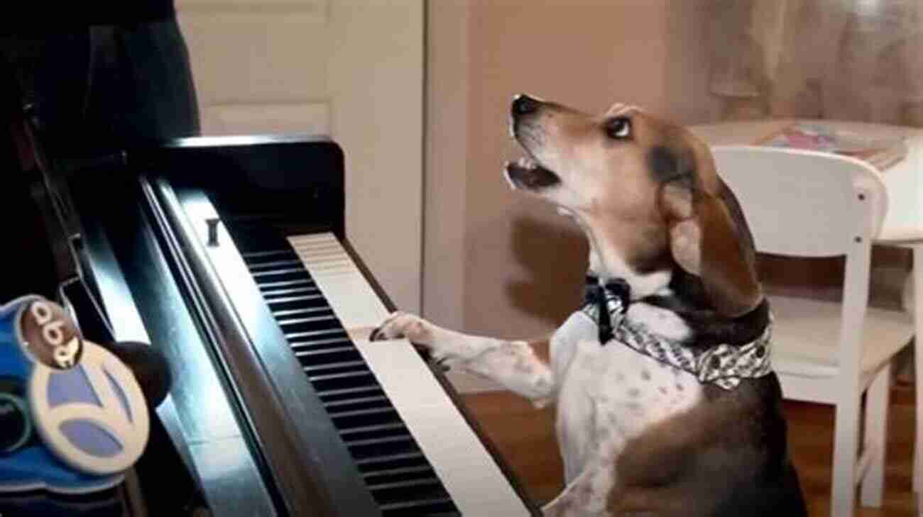 Bentley The Musical Dog Playing The Piano Bentley A Dog S Musical Journey