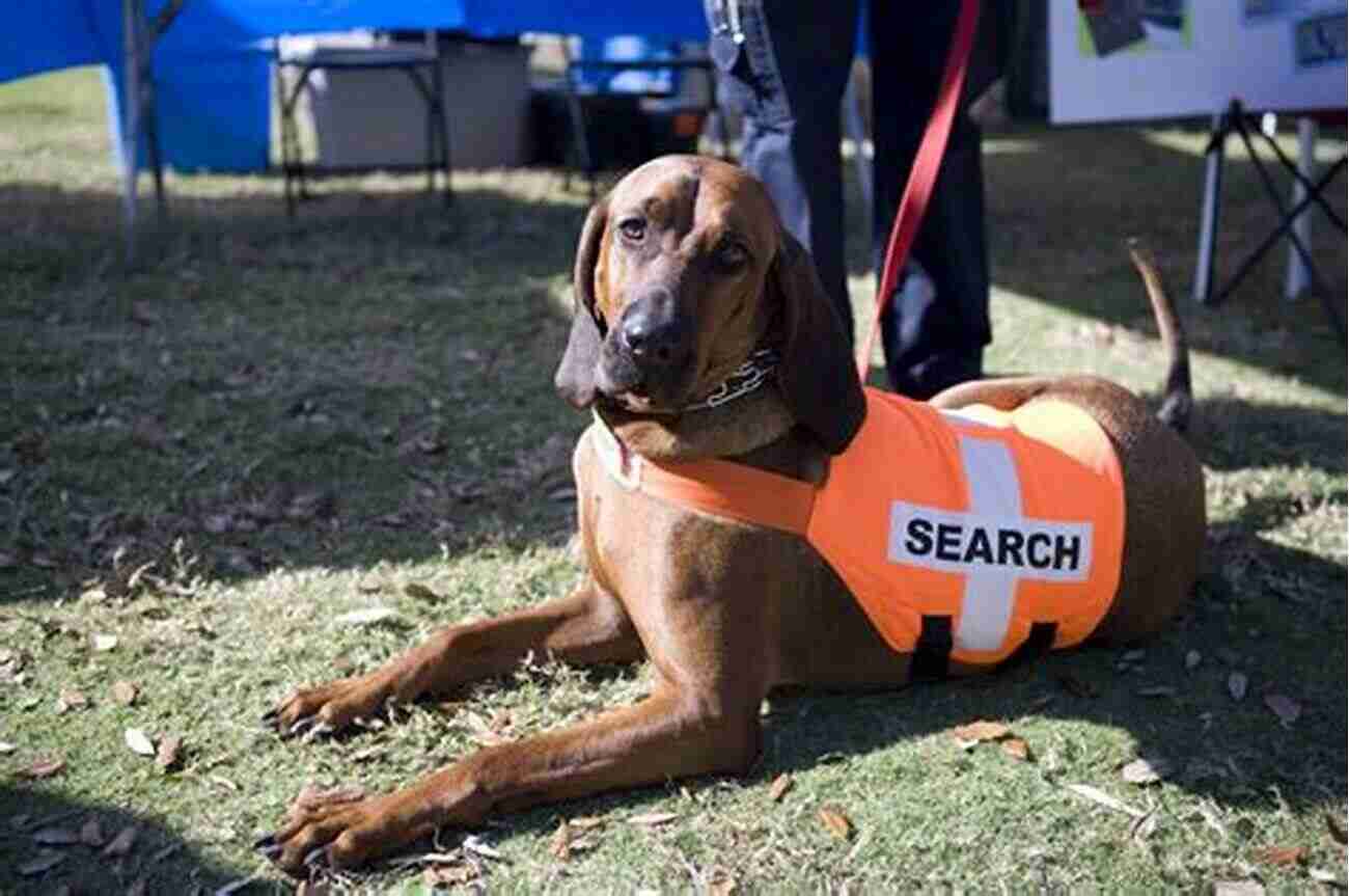 Brave Search And Rescue Dog On Mission In Kentucky's Wilderness The Last Child And Other True K9 Search And Rescue Stories In Kentucky