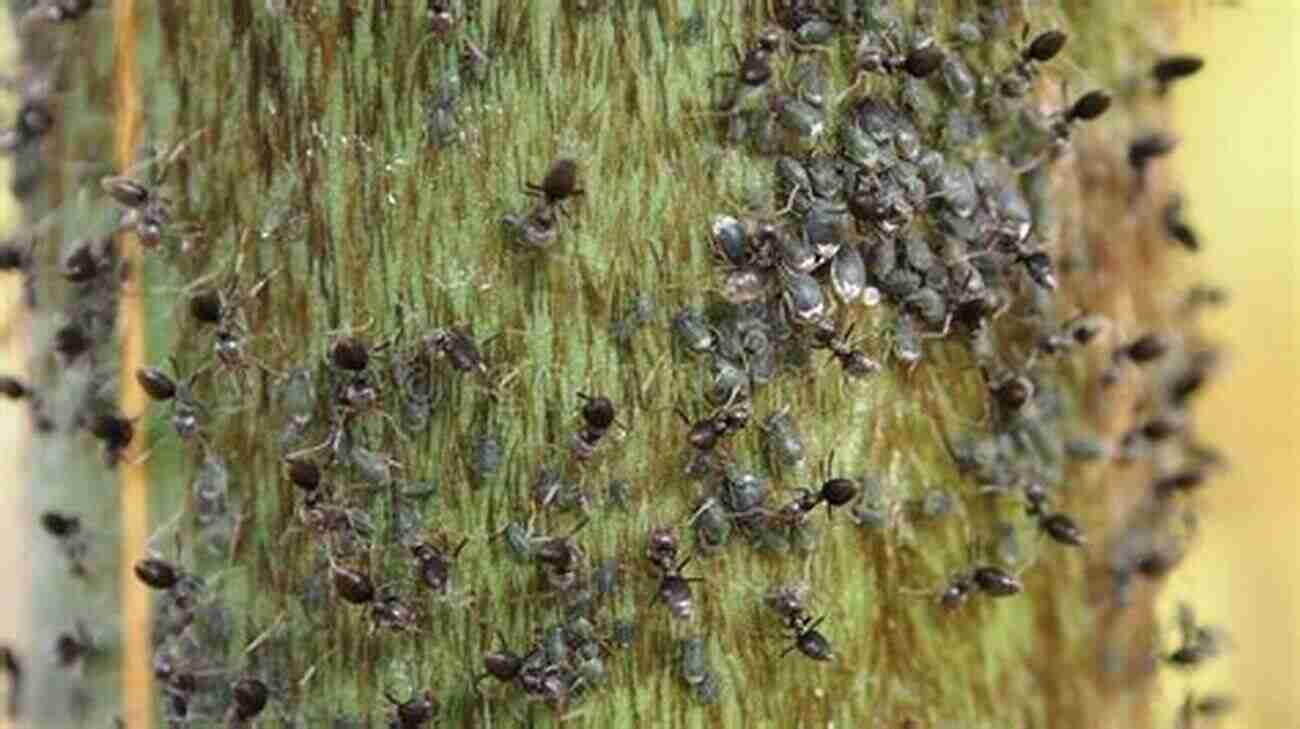 Busy Ant Colony Working Together Darwin S Unfinished Business: The Self Organizing Intelligence Of Nature