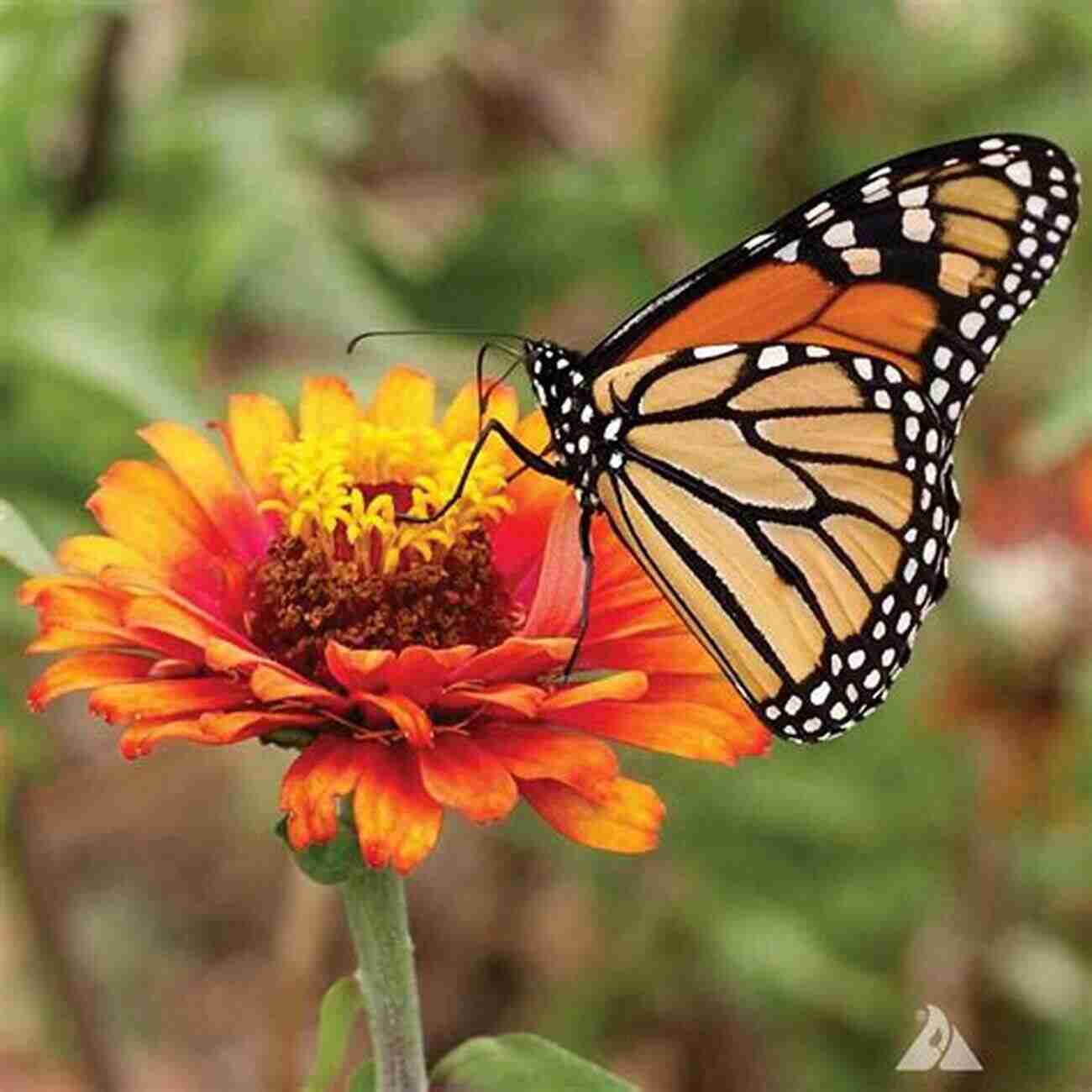 Butterfly On Wildflower What Makes A Good Farm For Wildlife?