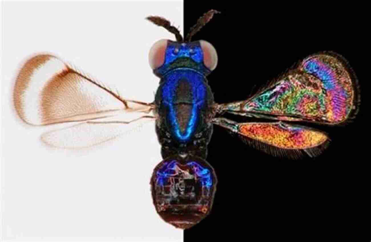 Close Up Of A Colorful Wasp With Intricate Patterns On Its Body Wasps: The Astonishing Diversity Of A Misunderstood Insect