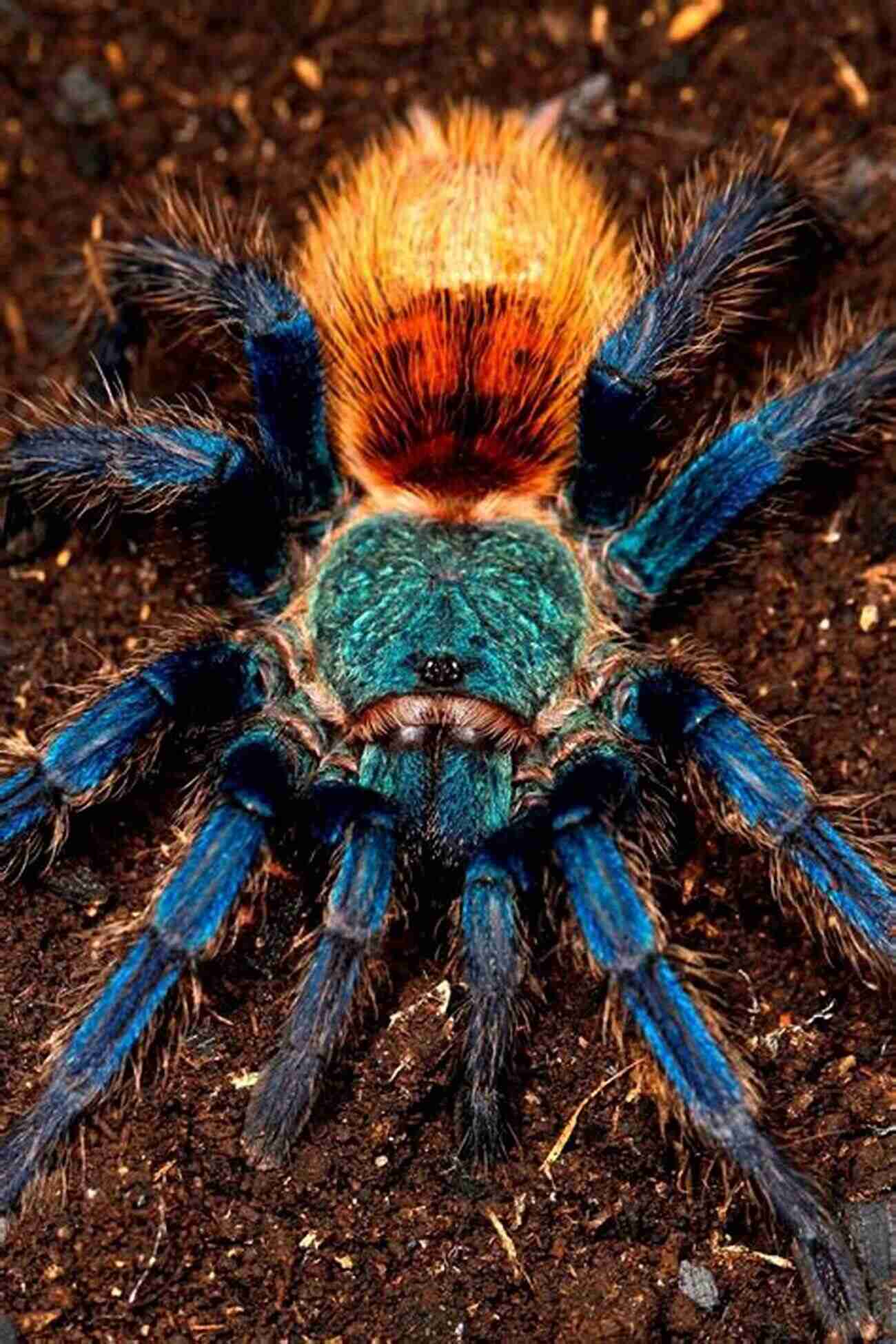 Close Up Of A Tarantula Showing Its Vibrant Colors And Furry Body Tarantulas (Animal Planet Pet Care Library)