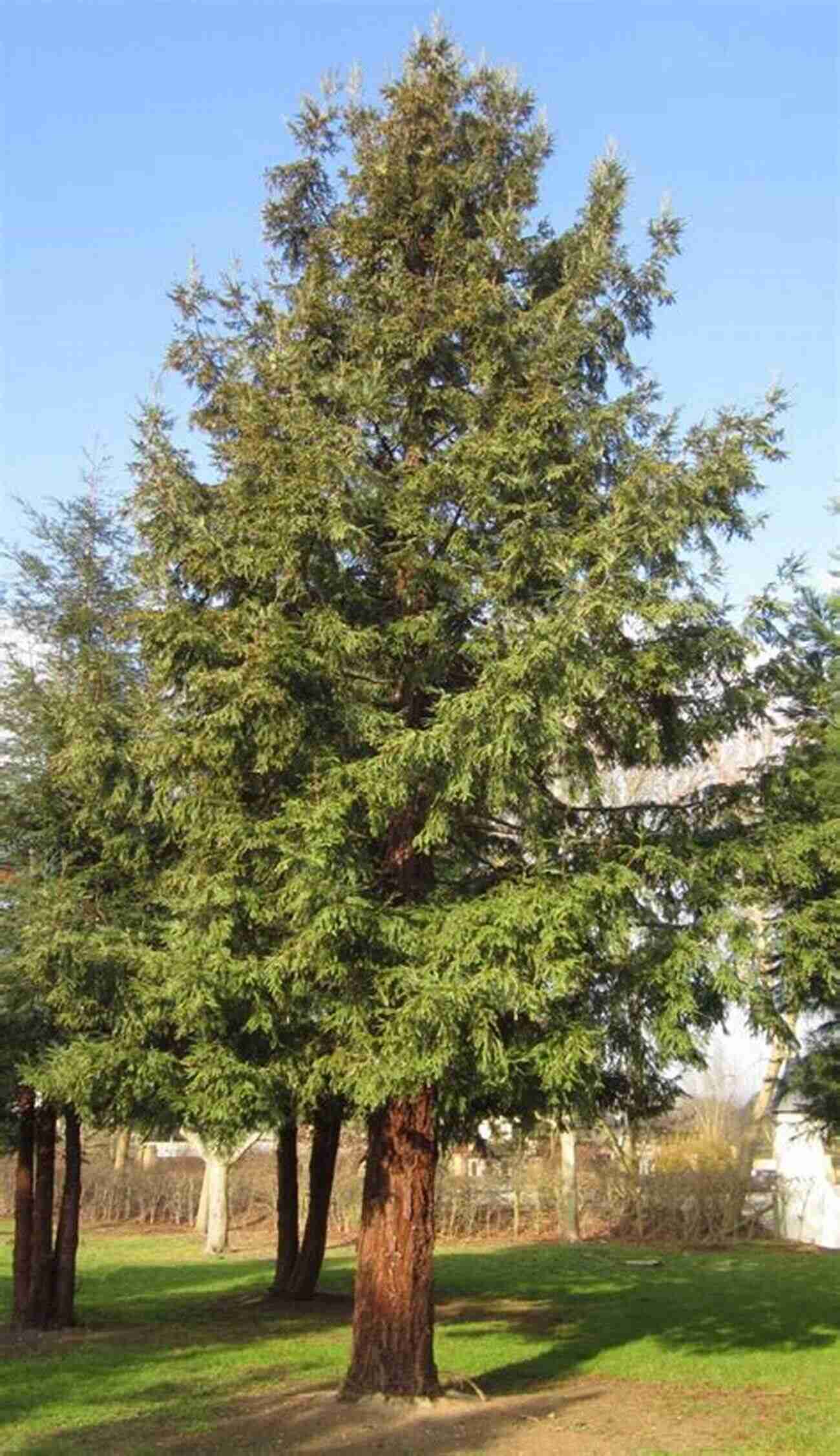 Coastal Redwood Identifying Trees Of The West: An All Season Guide To Western North America