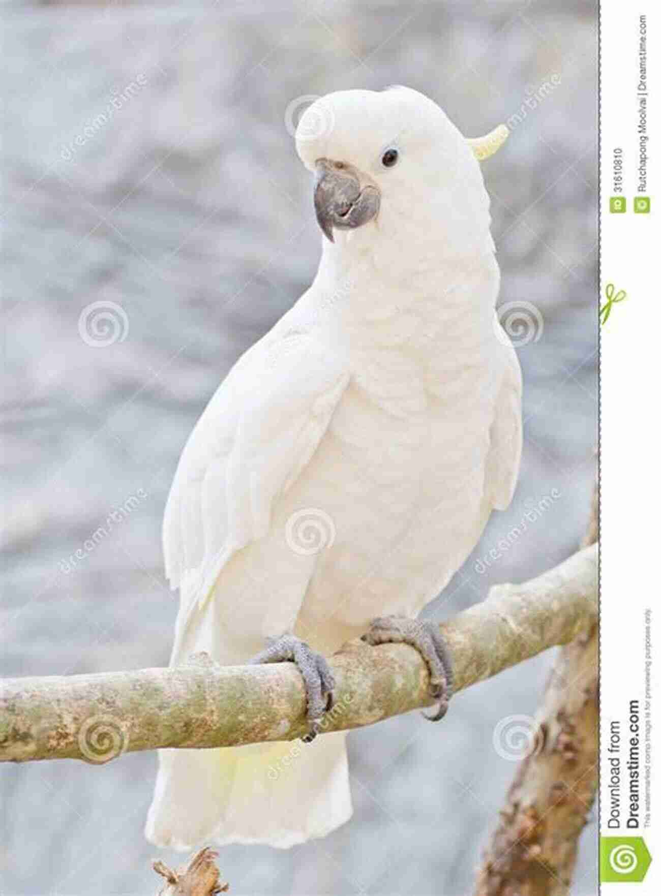 Companion Parrot Perched On A Branch Canaries In The Coalmine (Sincere Expectations Of Companion Parrots 4)