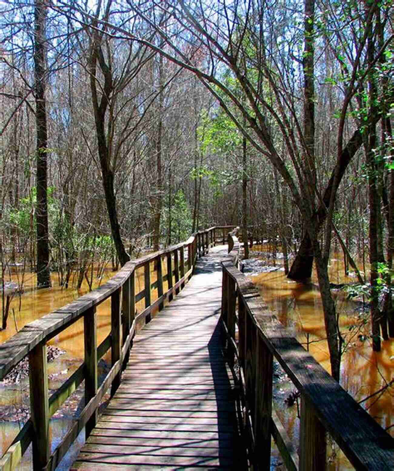 Congaree National Park A Sanctuary Of Natural Wonders Nature S Return: An Environmental History Of Congaree National Park