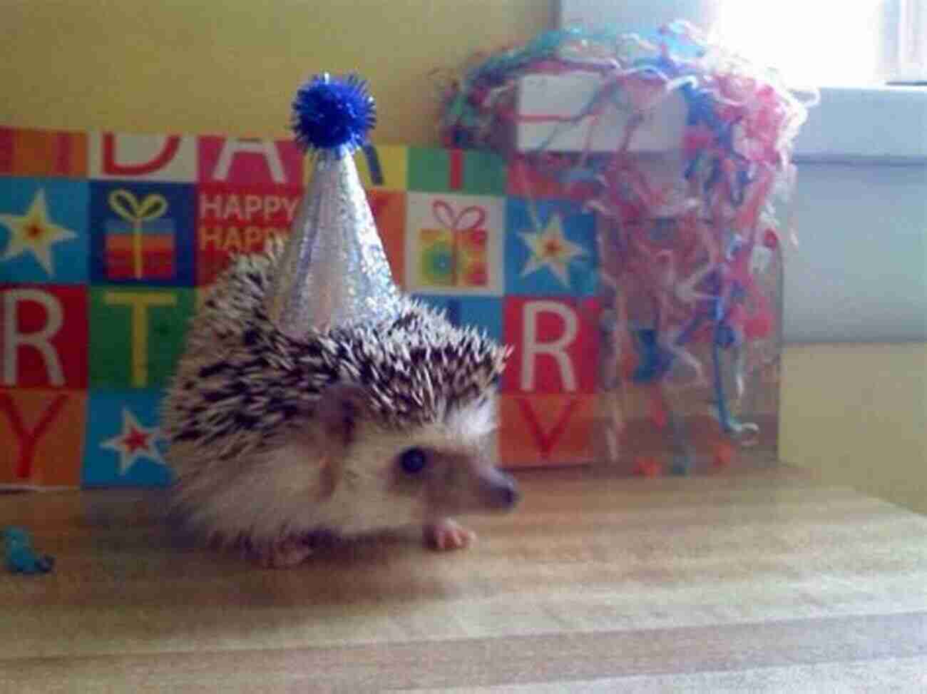 Cute Hedgehog Celebrating Its Birthday With An Acorn Cake Happy Birthday Hedgehog : An Acorn (Hello Hedgehog #6)