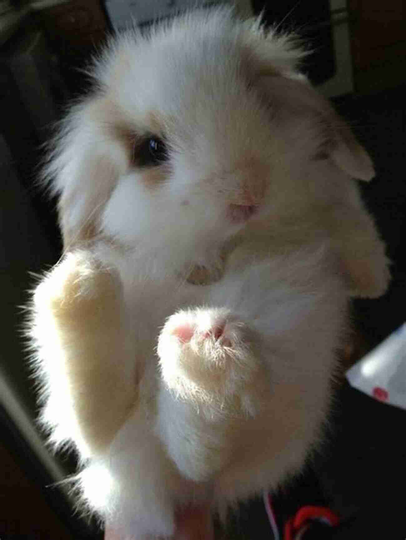 Cute Fluffy Rabbit With Curiosity In Its Eyes A House Rabbit Primer: Understanding And Caring For Your Companion Rabbit