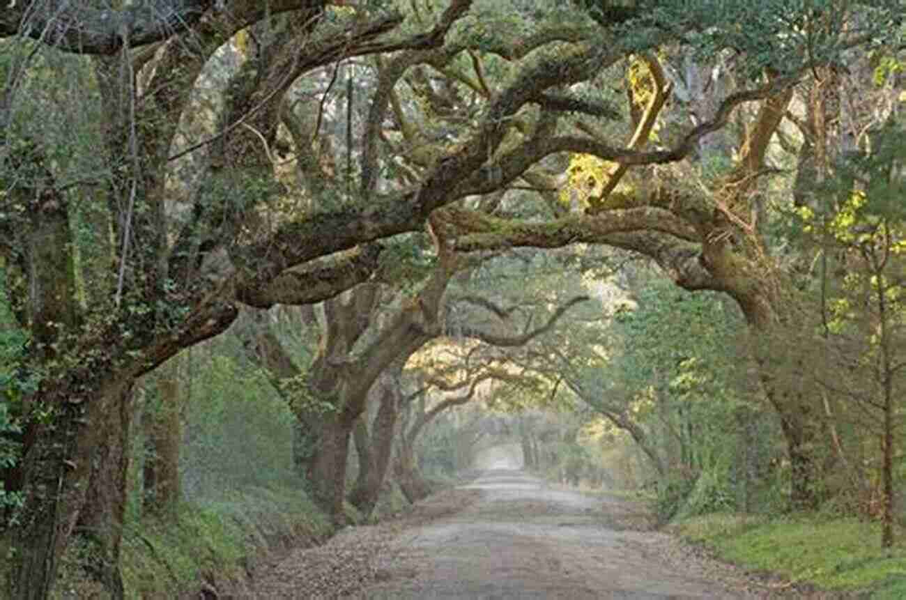 Edisto Island National Scenic Byway Scenic Driving South Carolina 2nd (Scenic Routes Byways)