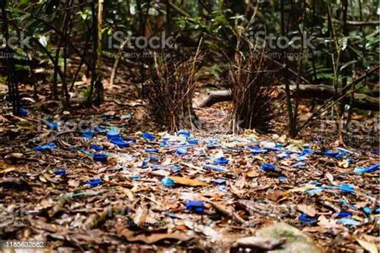 Elaborately Decorated Bower Constructed By A Male Bowerbird Odd Couples: Extraordinary Differences Between The Sexes In The Animal Kingdom