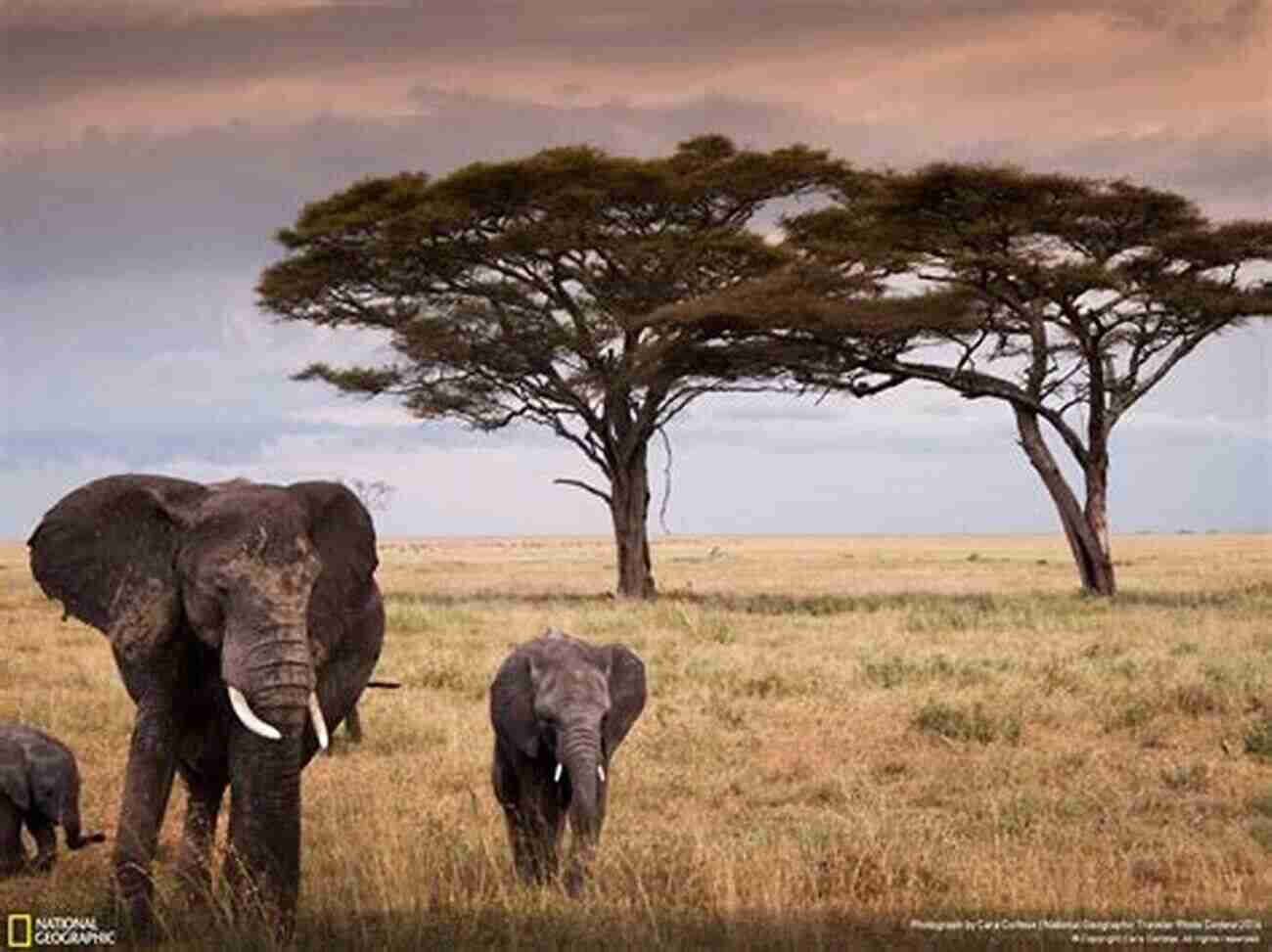 Elephants Grazing In The Safari Park Miele S Guide To Visiting The Palace Of The Lost City: Sun City South Africa