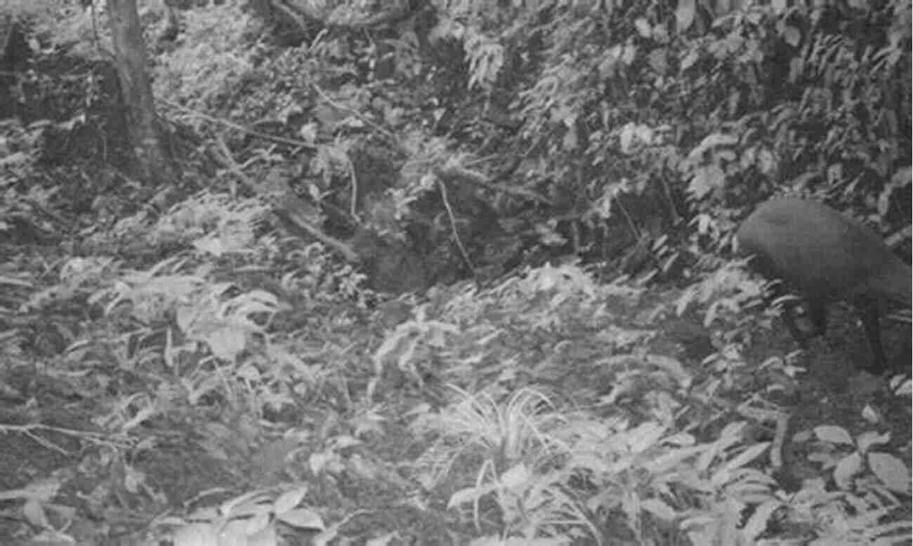 Elusive Saola Captured In A Camera Trap ENDANGERED: Undefended Species Threatened With Extinction