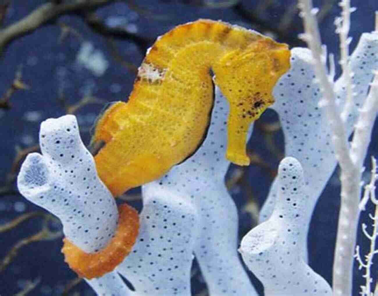 Enjoying Seahorses Seahorses For Beginners: (Abridged) Mike French